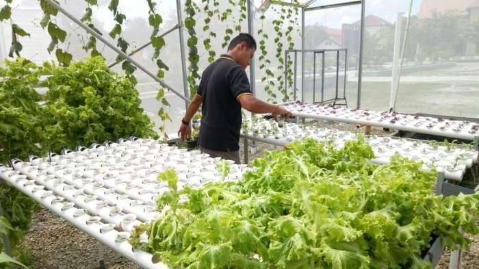 urban farming Indonesia